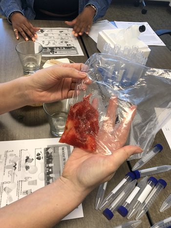 mashed strawberry for DNA
