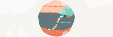 Learn About Gene Therapy for Muscular Dystrophy | ASGCT